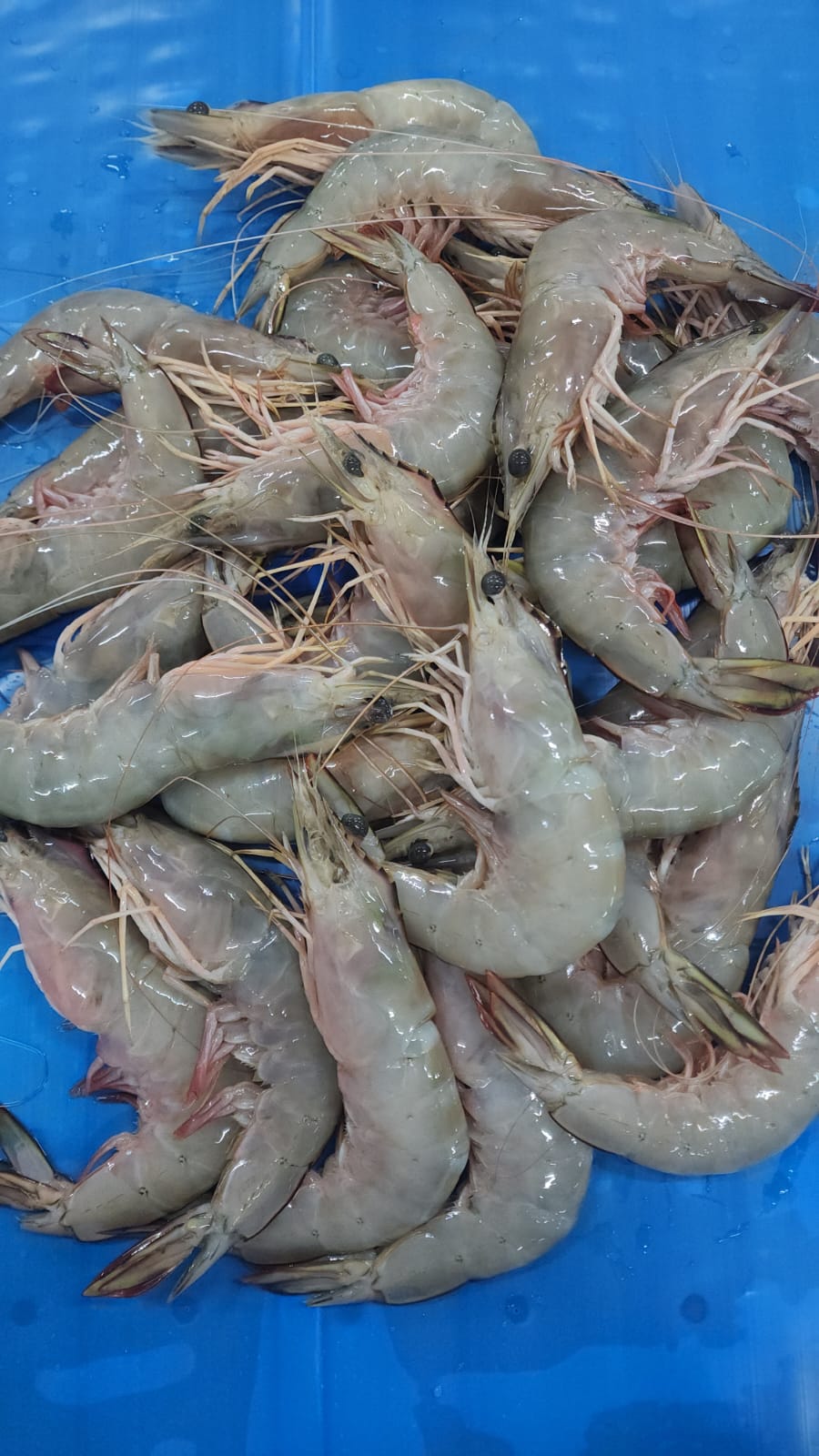 Headon Seacaught Shrimp